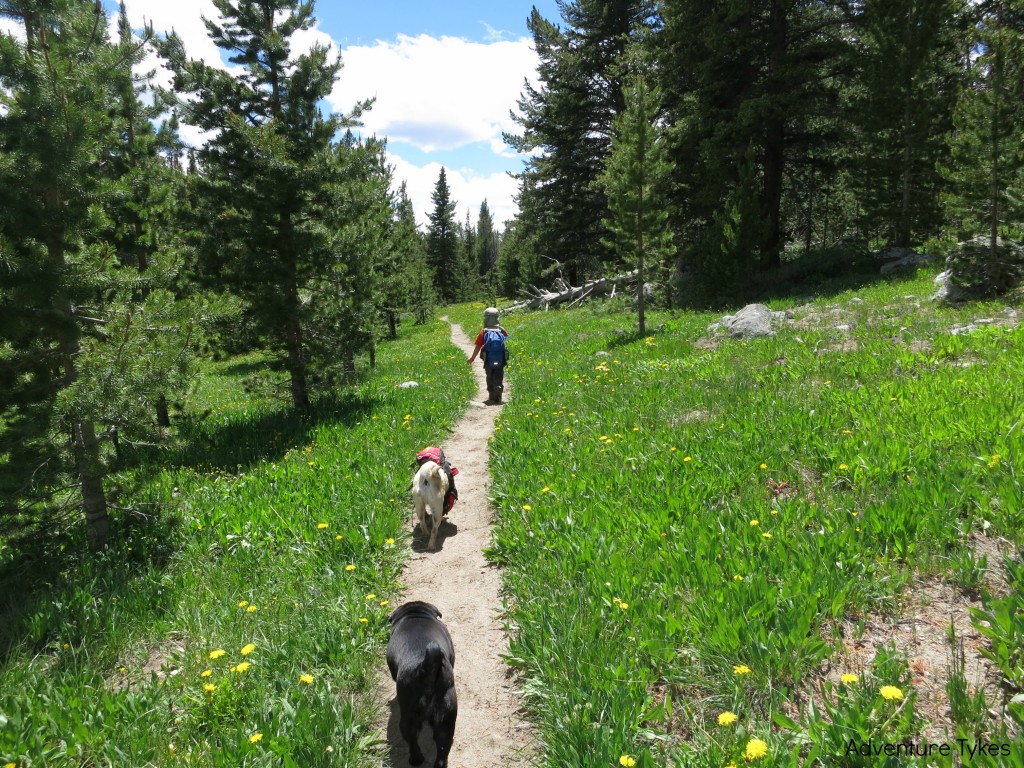 J-backpacking-with-pugs-1024x768